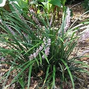 thumbnail for publication: Key Plant, Key Pests: Lilyturf (Liriope muscari)